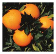 frutas